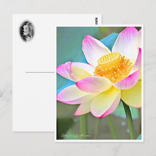 Cartão Postal Lotus "Suihiren" (Frente/Verso)