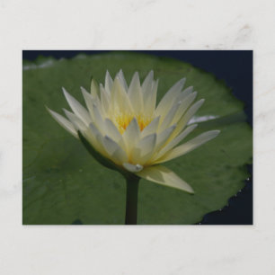 Cartão Postal Lotus Waterlily Branca