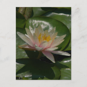 Cartão Postal Lotus Waterlily Rosa