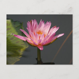 Cartão Postal Lotus Waterlily Rosa
