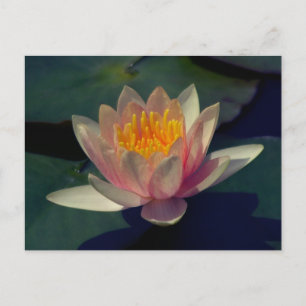 Cartão Postal Lotus Waterlily Rosa