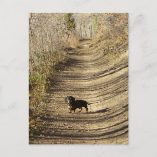 Cartão Postal Louie, o Dachshund Andando no outono