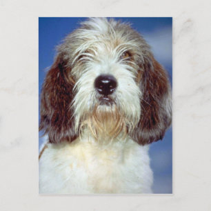 Cartão Postal Louis,"" Petit Basset Griffon de Vendeen