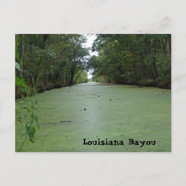 Cartão Postal Louisiana Bayou (Frente)