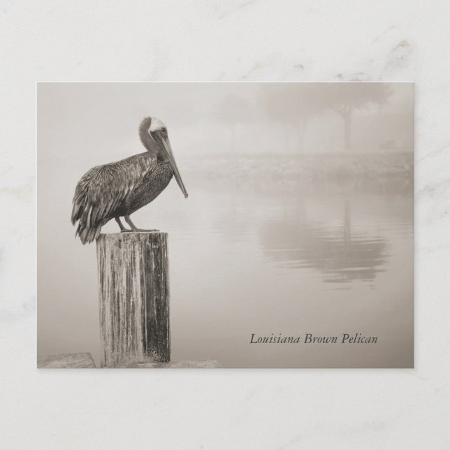 Cartão Postal Louisiana Brown Pelican (Frente)