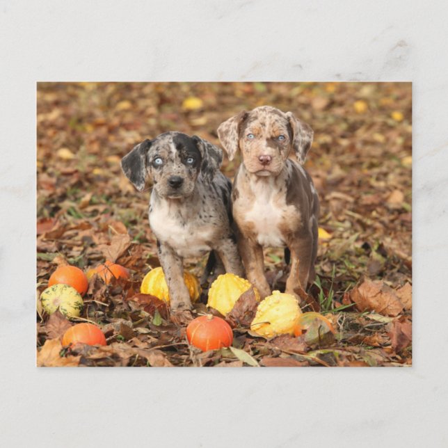 Cartão Postal Louisiana Catahoula Puppies Com Pumpkins (Frente)