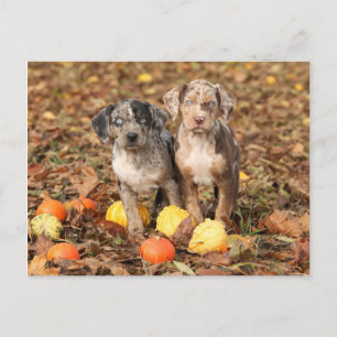 Cartão Postal Louisiana Catahoula Puppies Com Pumpkins