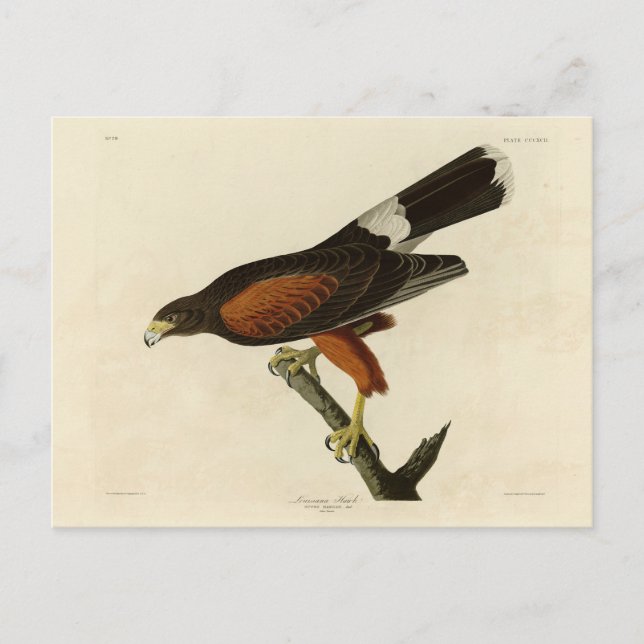 Cartão Postal Louisiana (Harris) Hawk Audubon Birds da América (Frente)