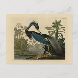Cartão Postal Louisiana Heron - das Aves da América de Audubon