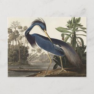 Cartão Postal Louisiana Heron de Birds da América