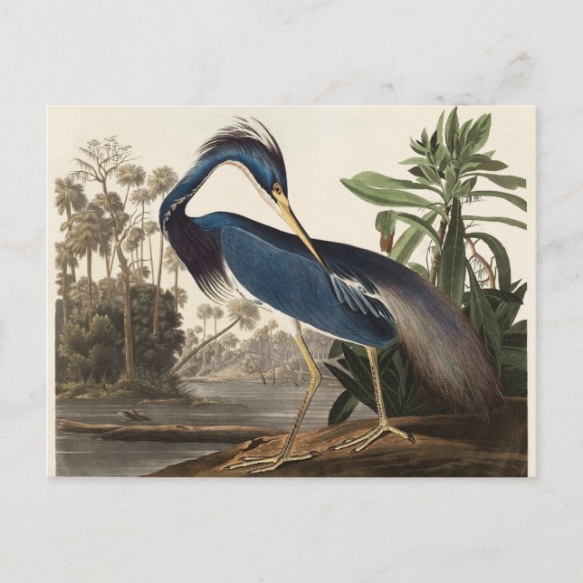 Cartão Postal Louisiana Heron John Audubon (Frente)