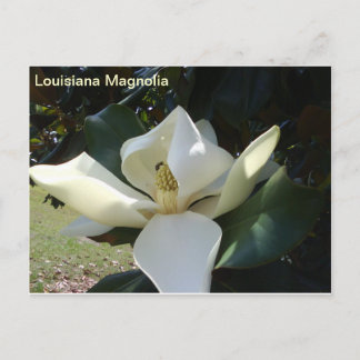 Cartão Postal Louisiana Magnolia