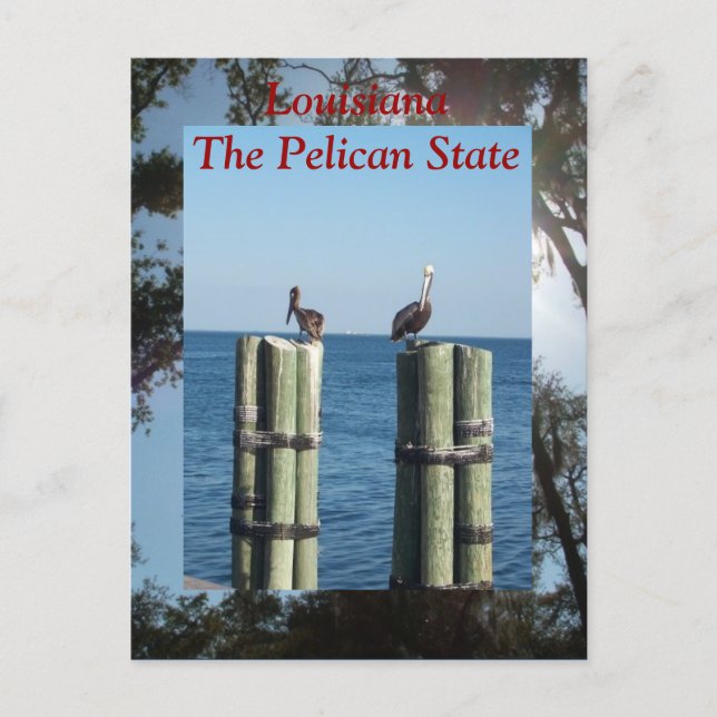 Cartão Postal Louisiana, O Estado Pelicano (Frente)