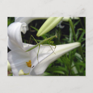 Cartão Postal Louva-a-deus em flor