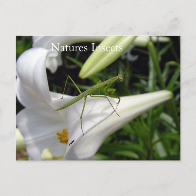 Cartão Postal Louva-a-deus na flor (Frente)