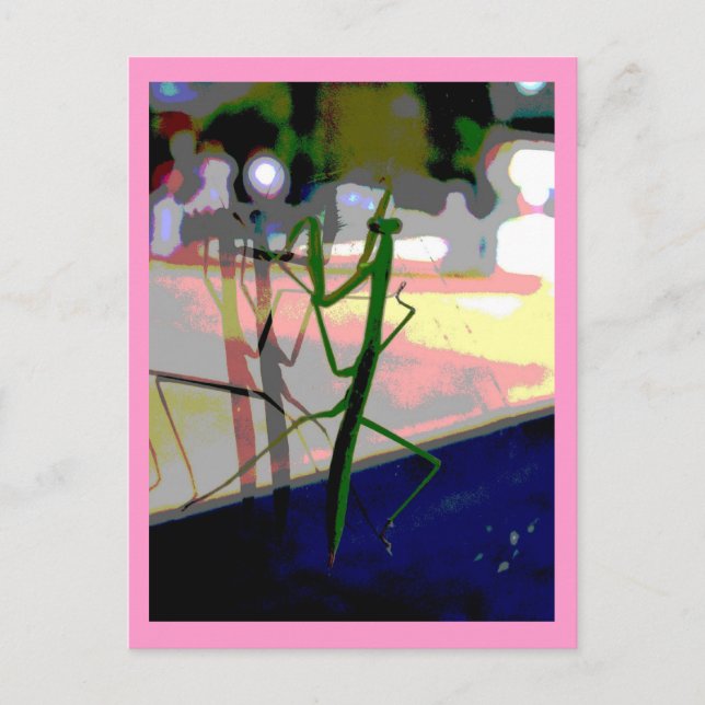 Cartão Postal Louva-a-deus Praying (Frente)