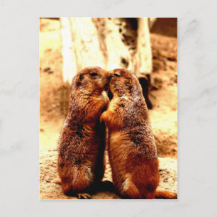 Cartão Postal Love and Kissing  Prairie Dog