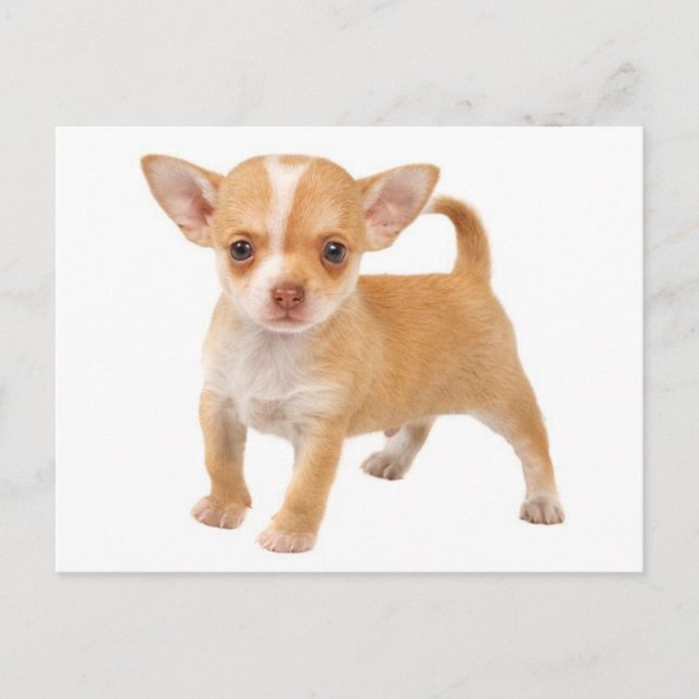 Cartão Postal Love Baby Chihuahua Puppy Dog Posta Card (Frente)