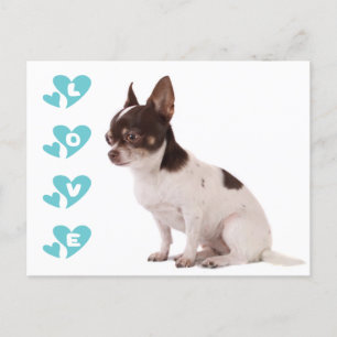 Cartão Postal Love Chihuahua Puppy Dog Posta Card