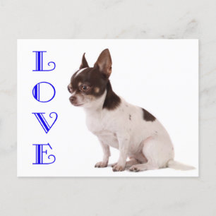 Cartão Postal Love Chihuahua Puppy Dog Posta Card