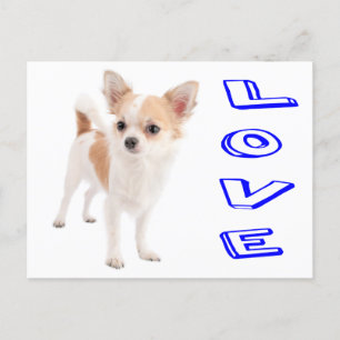 Cartão Postal Love Chihuahua Puppy Dog Posta Card