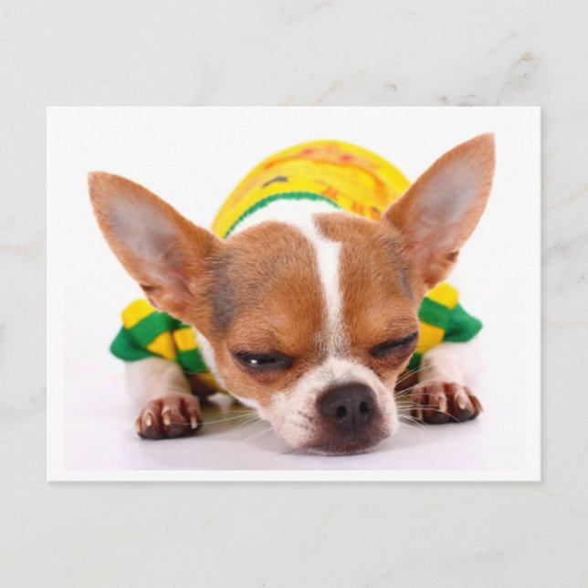 Cartão Postal Love Chihuahua Puppy Dog Posta Card (Frente)