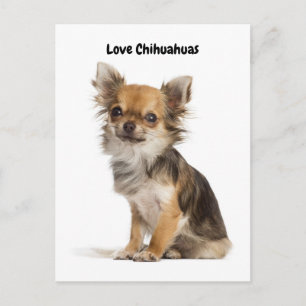 Cartão Postal Love Chihuahuas