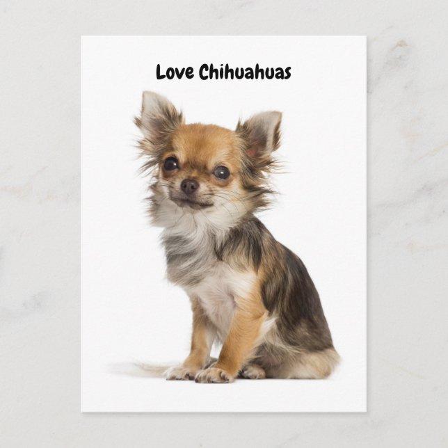 Cartão Postal Love Chihuahuas (Frente)