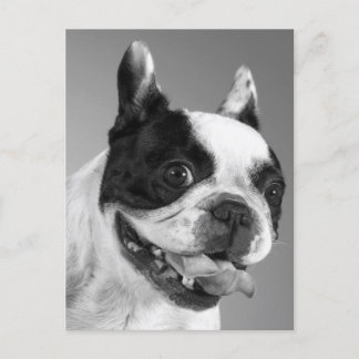 Cartão Postal Love French Buldogue Puppy Dog Posta Card