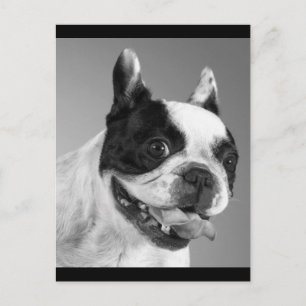 Cartão Postal Love French Buldogue Puppy Dog Posta Card