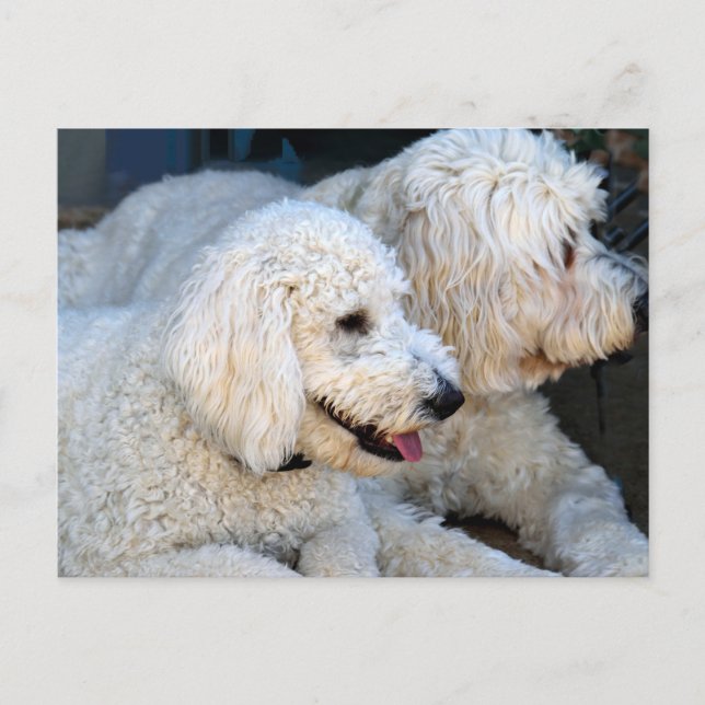 Cartão Postal Love Goldendoodles (Frente)