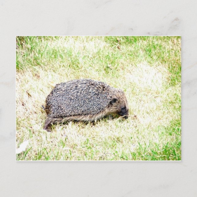 Cartão Postal Love Hedgehogs (Frente)