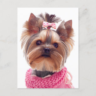 Cartão Postal Love Yorkshire Terrier Puppy Dog Vazio Card