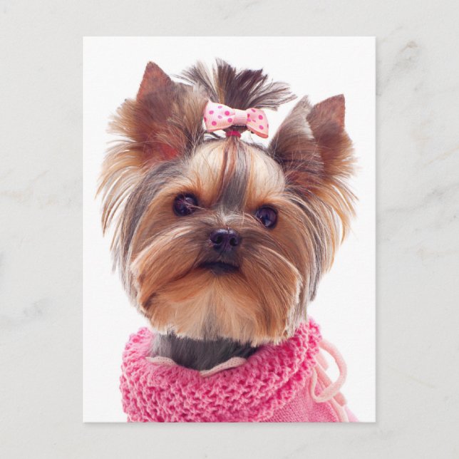 Cartão Postal Love Yorkshire Terrier Puppy Dog Vazio Card (Frente)