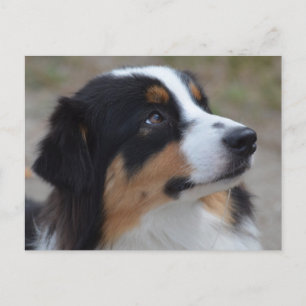 Cartão Postal Loveable Australian Shepherd