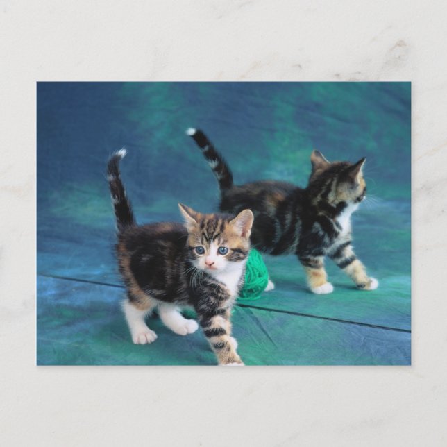 Cartão Postal Lovely Kitten 61 (Frente)