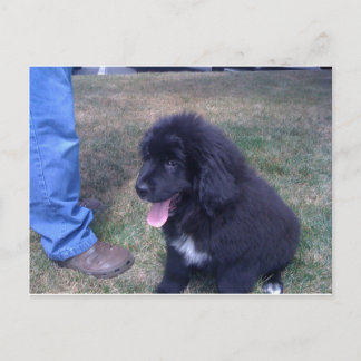 Cartão Postal Lovely Newfie (raça de cães da Terra Nova)