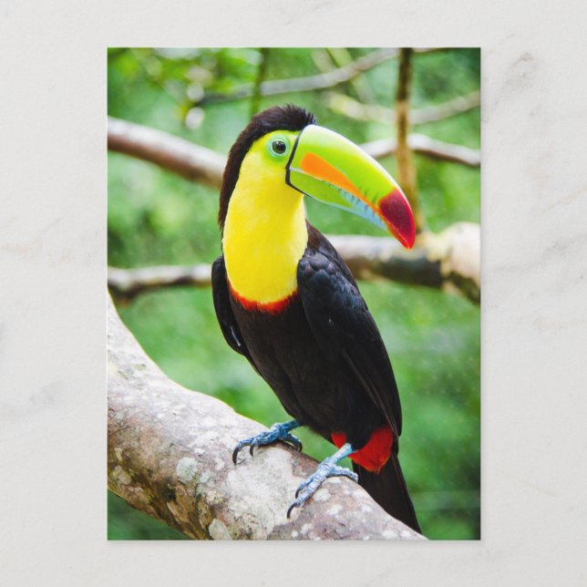 Cartão Postal Lovely Toucan (Frente)