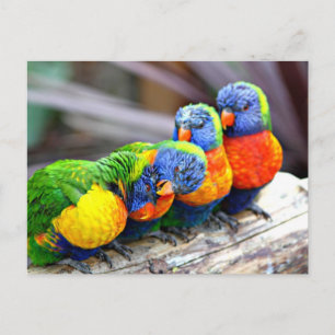 Cartão Postal Lovey-Dovey Parrots