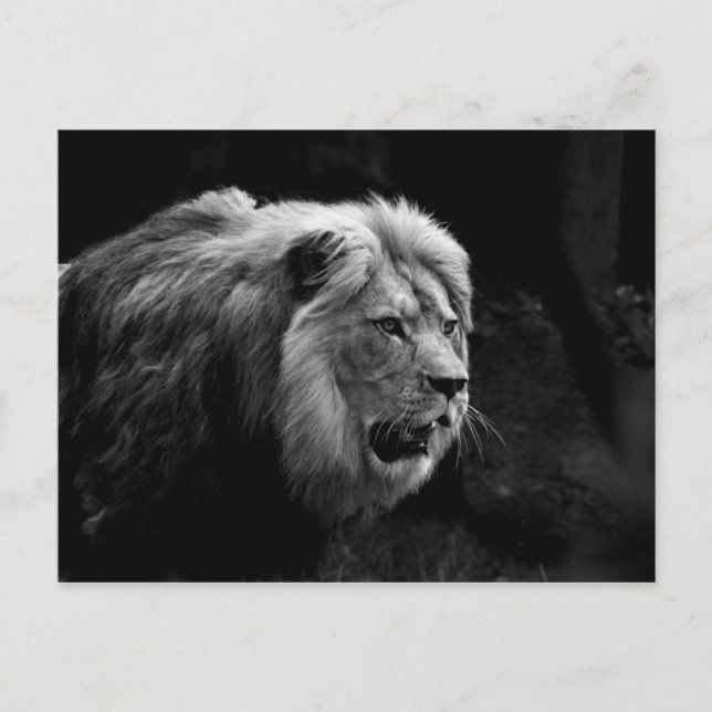 Cartão Postal löwe (Frente)