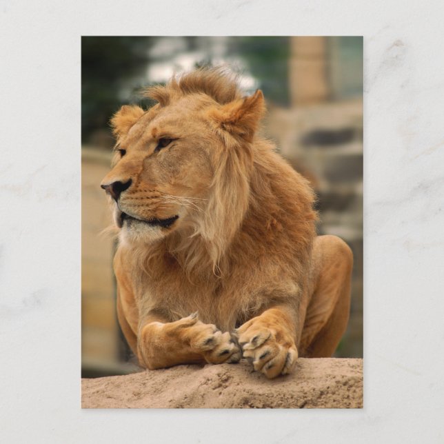 Cartão Postal Löwe mit Punkerfrisur (Frente)