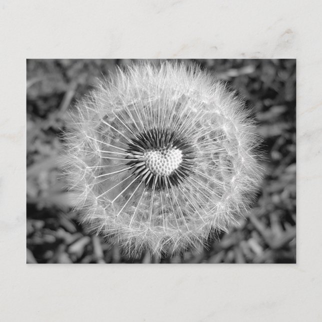 Cartão Postal Löwenzahn (Frente)