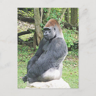 Cartão Postal Lowland Gorilla in Sitting Pose