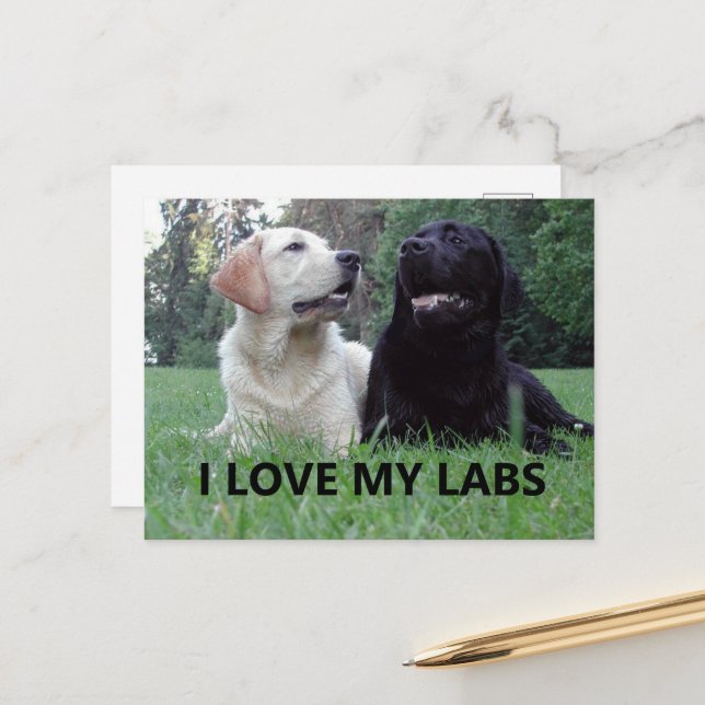 Cartão Postal LR I Love My Labs with picture (Frente/Verso In Situ)