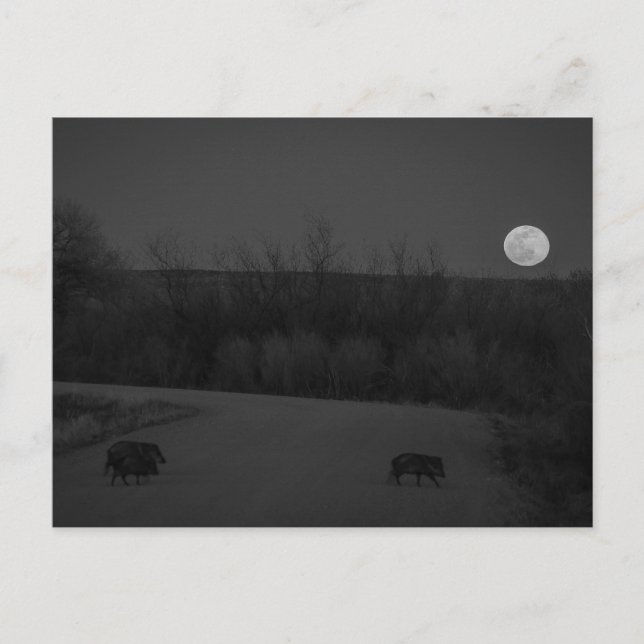 Cartão Postal lua selvagem (Frente)
