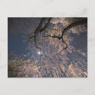 Cartão Postal Lua Sobre Flores De Cereja