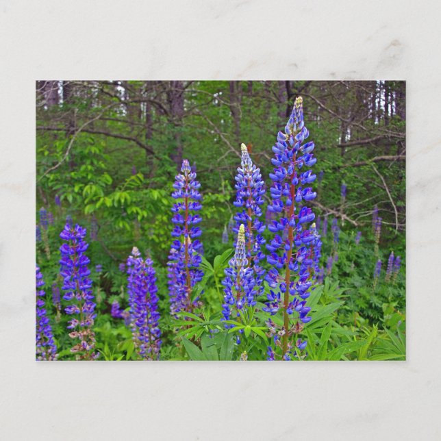 Cartão Postal Lubins (Frente)