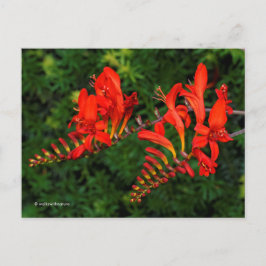 Cartão Postal Lúcifer Coppertips Flowers da Crocosmia Vermelha