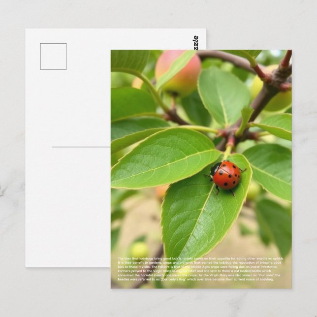 Cartão Postal Lucky Ladybug  (Frente/Verso)