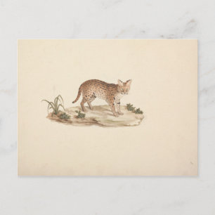 Cartão Postal Luigi Balugani - Gato Selvagem Africano ou Serval